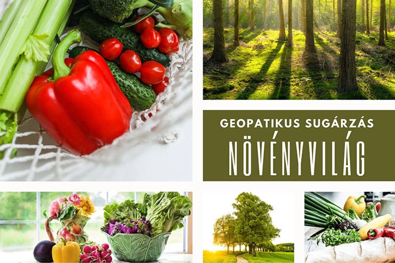 Hogyan reagál az élővilág a geopatikus sugárzásokra? – 1.rész